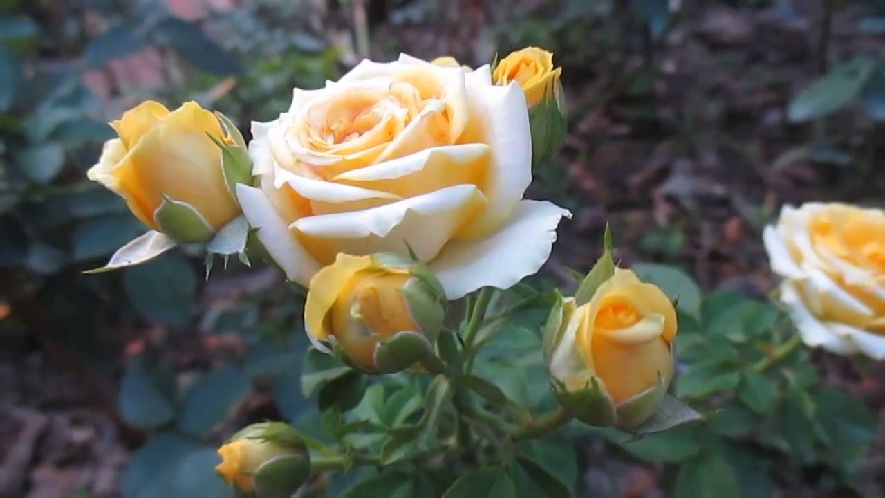 Hồng tiểu muội vàng Sa Đéc (yellow roses in Sa Dec)