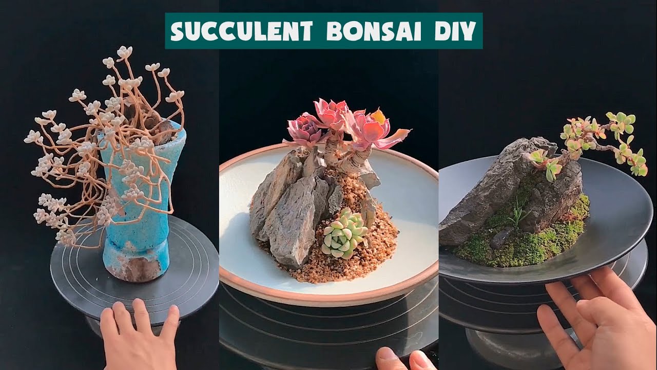 How I make a Succulent Bonsai DIY| Cách làm sen đá bonsai tuyệt đjep| 多肉植物| 다육이들 | Suculentas