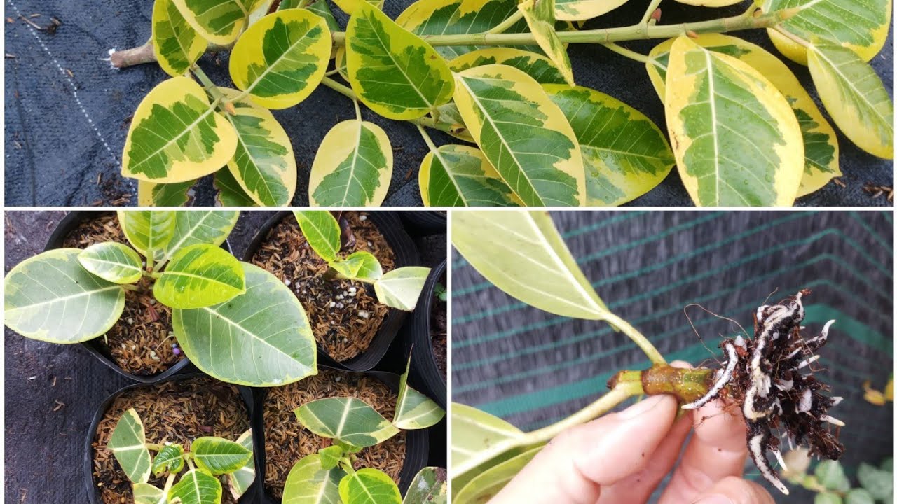 How I propagate Ficus Altissima variegata by cutting (25 days)
