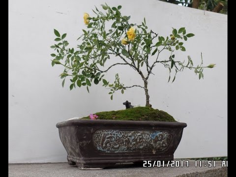 How To Miniature Roses as a Bonsai tree (Wiring Rose Bonsai tree)