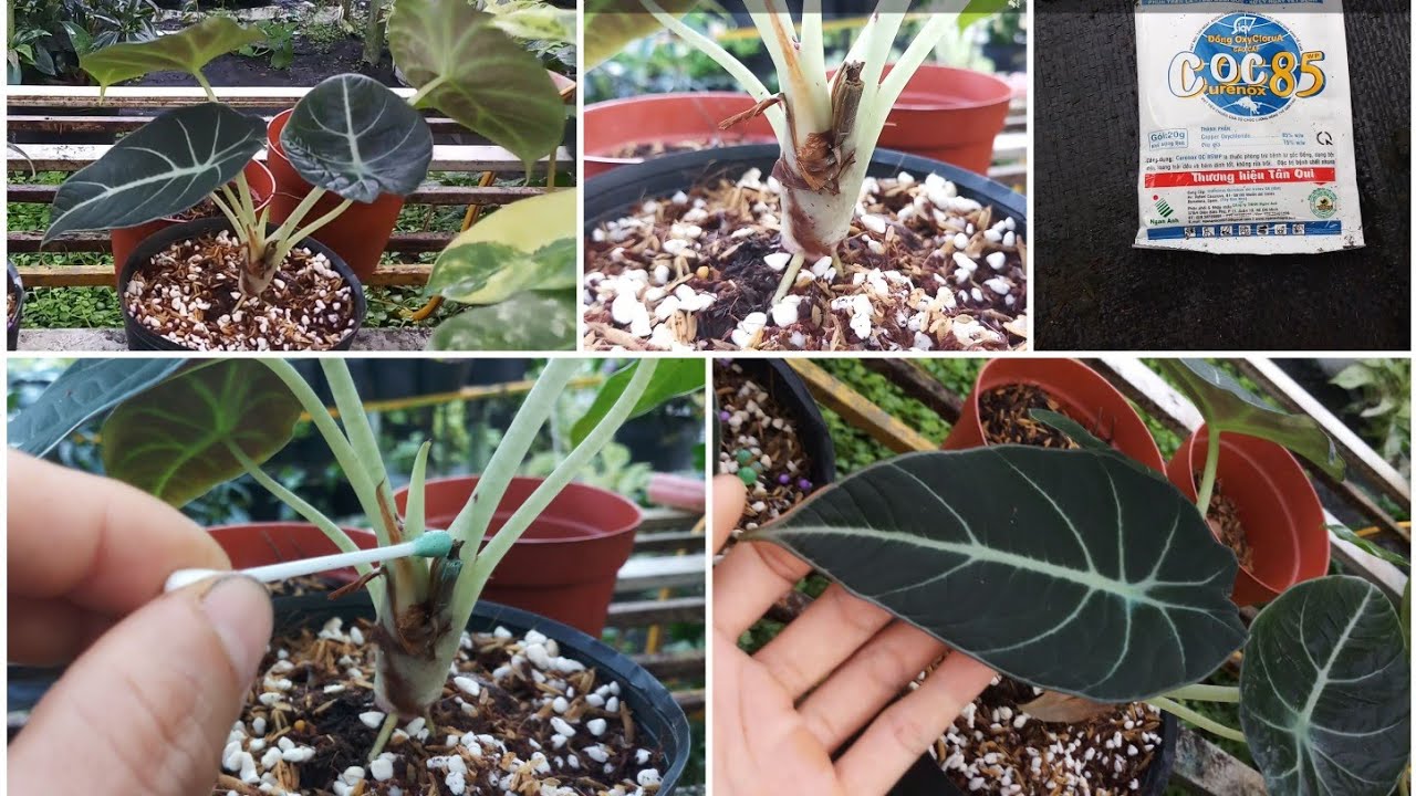 How to care Alocasia Black Velvet: Yellow leaves