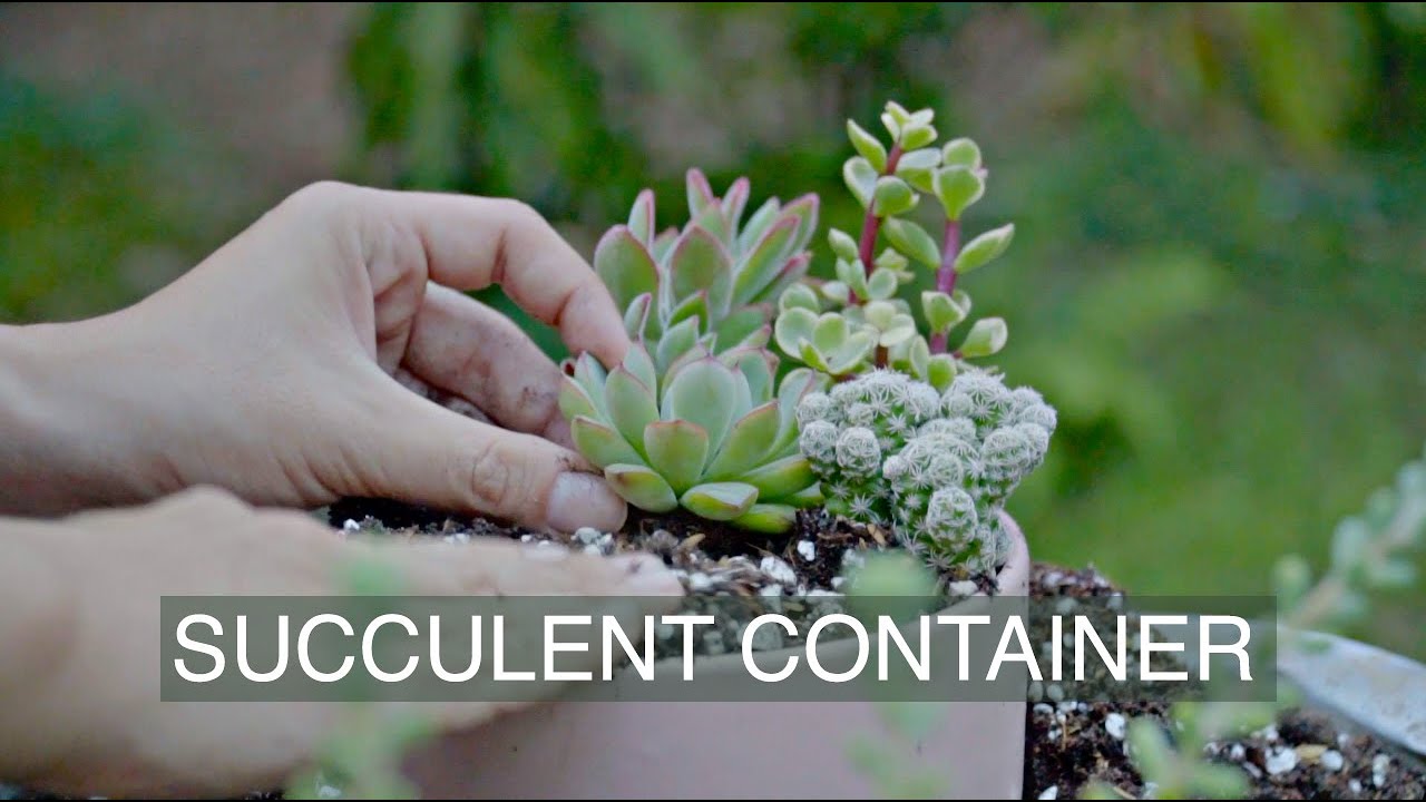 How to make a succulent container - Short film| Cách mix một chậu sen đá|  多肉植物 |  다육이들