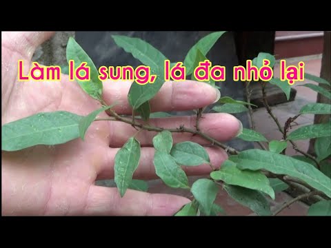 How to make the leaves of fig and banyan trees small - Cách làm cho lá sung, lá đa nhỏ lại dễ dàng.