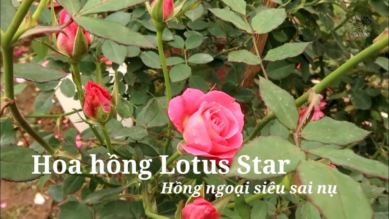 Hồng Lotus Star - Loài hồng ngoại sai bông lại dễ trồng nhất