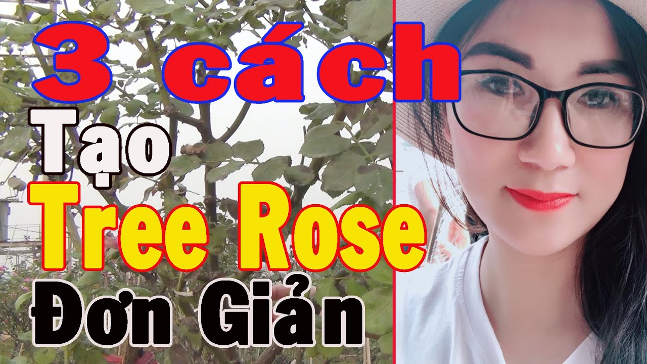 Hướng Dấn Tạo Cành Tree Rose  3 Cách Cưc Rễ Cho Hoa Hồng Thân Gỗ Vườn hồng Bích Thủy