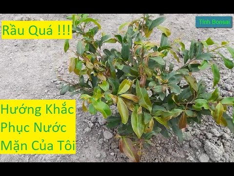 Hướng Khắc Phục Nước Mặn Để Tưới Cho Mai Vàng | Tính Bonsai