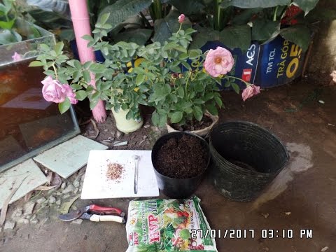 Hướng dẫn chăm sóc cây hoa hồng sau tết | How To Repot Potted Roses | pruning roses