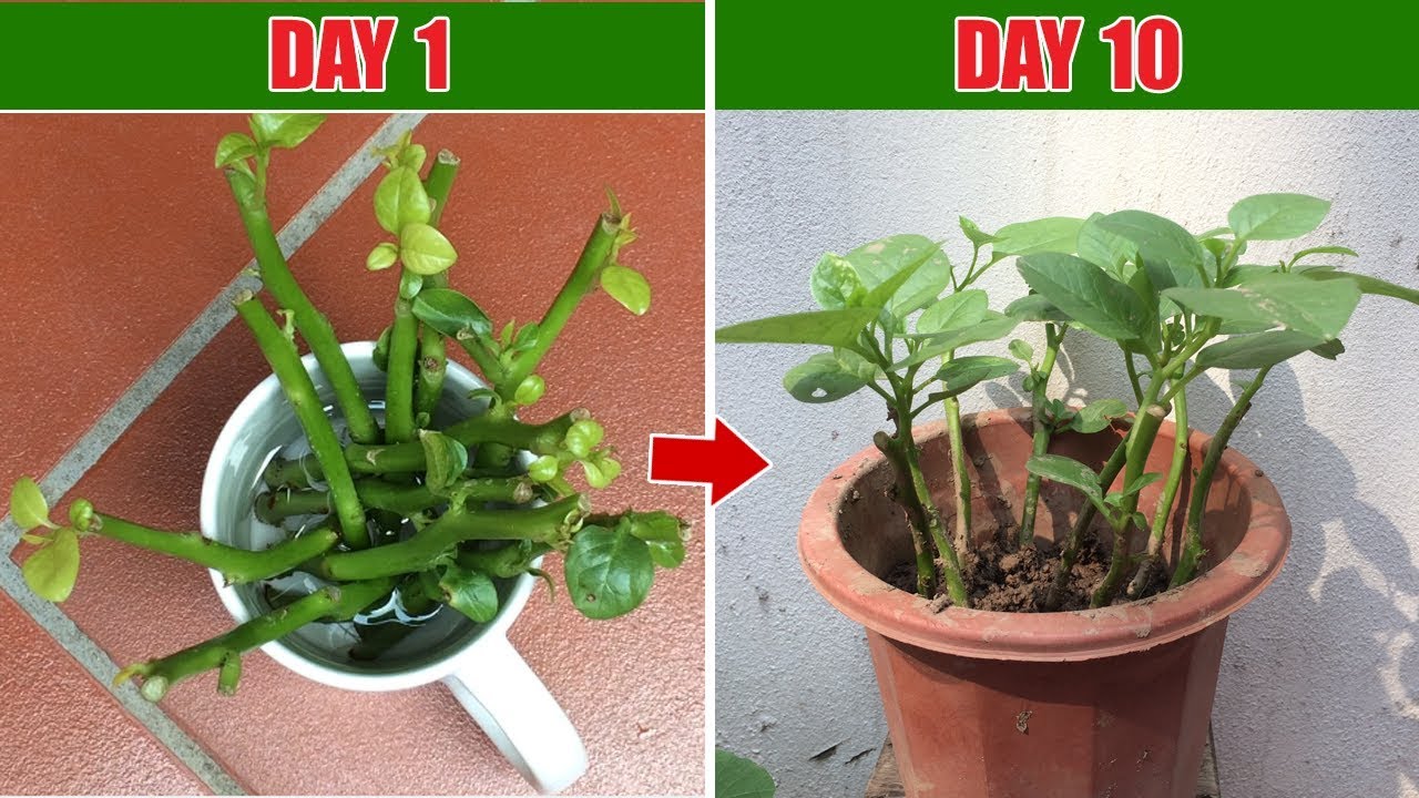 Hướng dẫn trồng rau mùng tơi từ gốc bỏ đi | Easy way to grow vegetables from cuttings