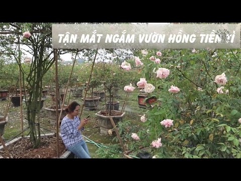 Hữu duyên tới thăm khu vườn Hoa Hồng cổ giá trị hàng tỷ đồng của Đại gia chân đất Việt Nam