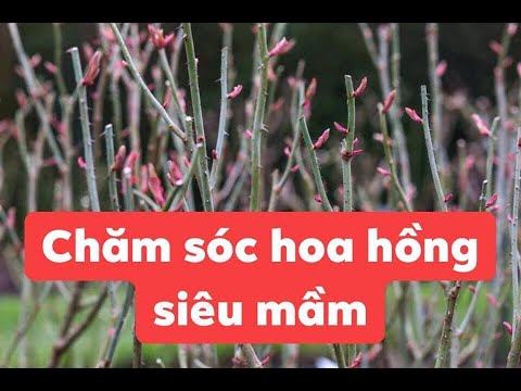 Kết quả 6 ngày cắt tỉa và sới đất cho cây hoa hồng