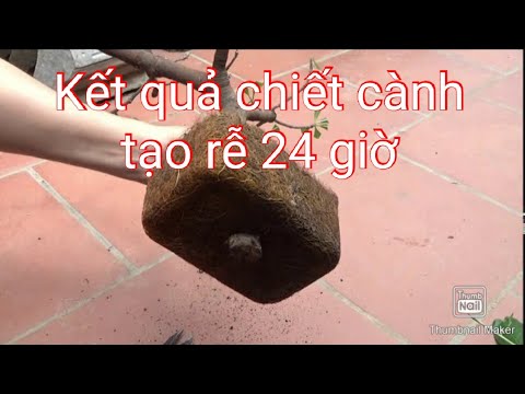 Kết quả cành chiết tạo rễ 24 giờ - cắt và trồng