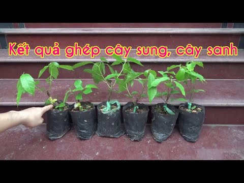 Kết quả ghép cây sung và cây sanh