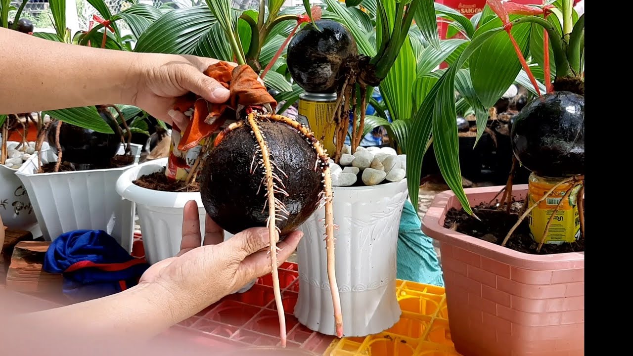 Kết quả ươm dừa bonsai bằng nước có bộ rễ ôm đều gáo (p2) / Coconut bonsai