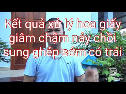 Kết quả xử lý cành hoa giấy giâm chậm nảy chồi và ghép sung nhanh có trái