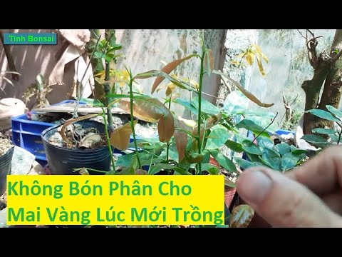 Không Bón Phân Khi Mai Mới Trồng | Tính Bonsai