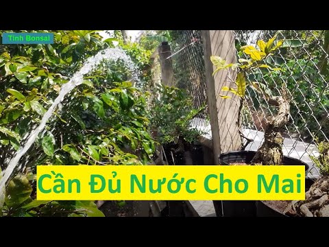 Không Để Mai Vàng Thiếu Nước | Tính Bonsai