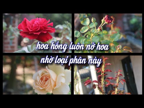 Không Ngờ Loại Phân Thần Thánh Này.Lại Tốt Cho Hoa Hồng Đến Thế. NGƯỜI ƯƠM MẦM