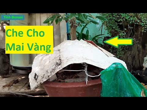 Khung Che Nước Mưa Giúp Mai Vàng Phát Triển Tốt Hơn | Tính Bonsai