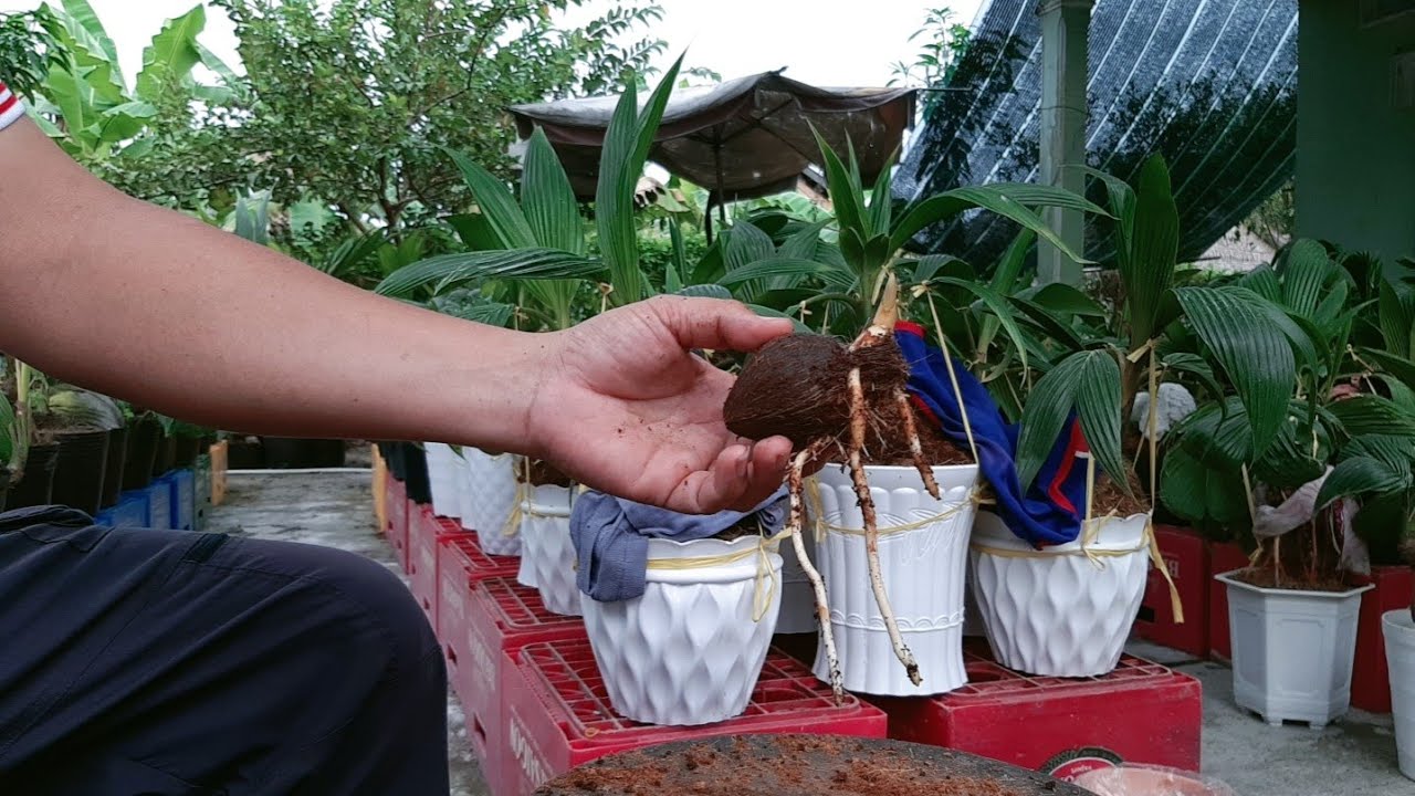 Kiểm tra và ươm dừa bonsai mini / coconut bonsai / bonsaikelapa