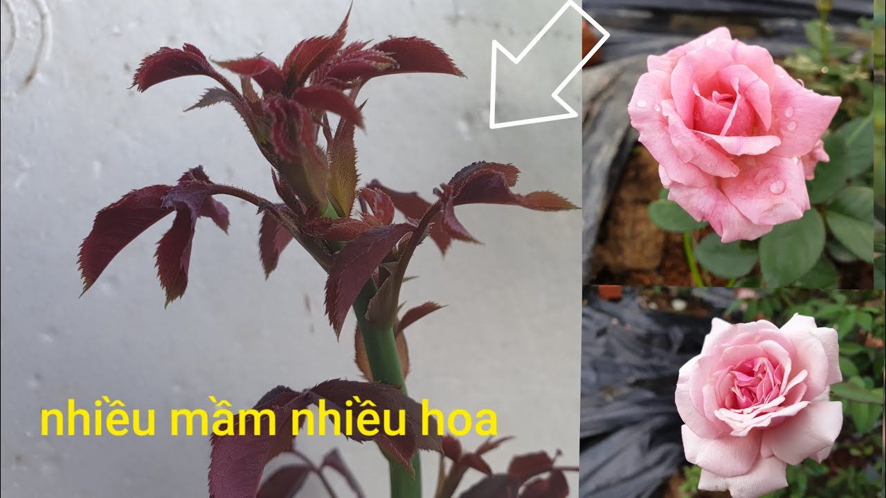 Kinh Nghiệm Bón Phân Chăm Sóc Hoa Hồng Trong Chậu Nhiều Mầm Nhiều Hoa.NGƯỜI ƯƠM MẦM