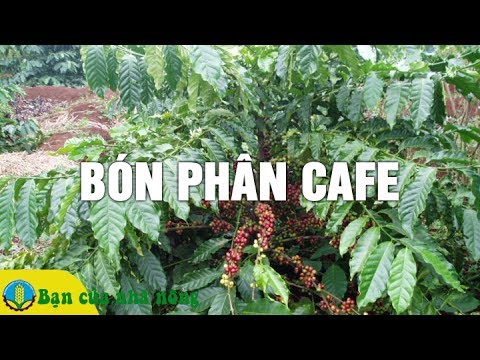 Kinh Nghiệm Bón Phân Hữu Cơ Cho Cây Cafe Đem Lại Năng Xuất Cao