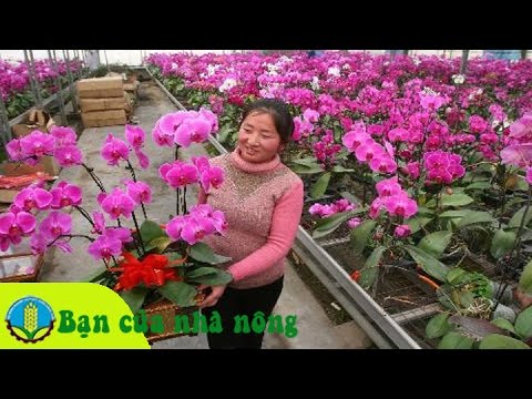 Kinh nghiệm chăm sóc phong lan tươi lâu trong dịp tết