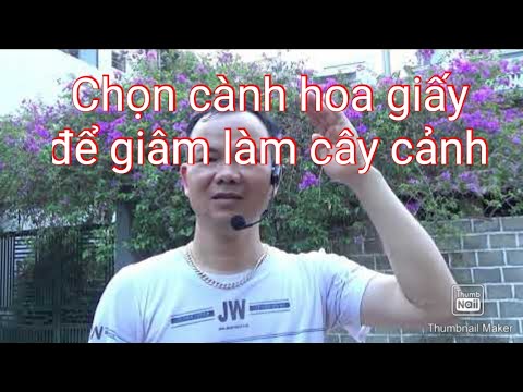 Kinh nghiệm chọn cành hoa giấy để giâm làm cây cảnh