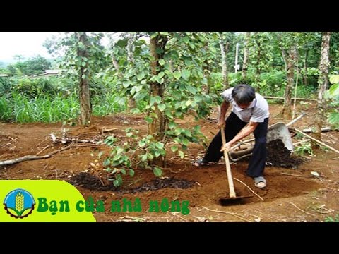 Kinh nghiệm, kỹ thuật bón phân hữu cơ cho cây tiêu đạt hiệu quả cao