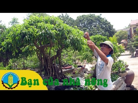 Kinh nghiệm, kỹ thuật chăm sóc cây cảnh cơ bản tại nhà