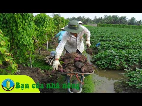 Kinh nghiệm, kỹ thuật trồng và chăm sóc cây khoai mỡ