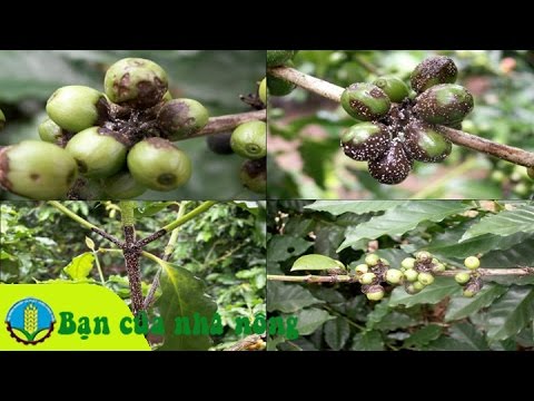 Kinh nghiệm phòng và diệt rệp hại cây cafe (cà phê)