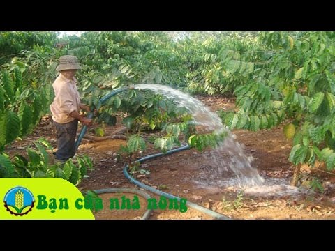 Kinh nghiệm tưới nước và bòn phân cho cây cafe (cà phê) sau tết hiệu quả