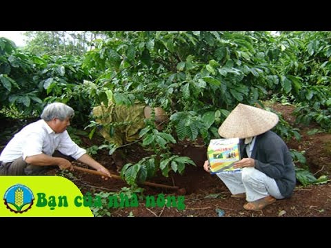 Kỹ thuật, kinh nghiệm bón phân cho cây cafe tiết kiệm mà hiệu quả