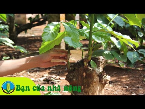 Kỹ thuật, kinh nghiệm ghép cà phê (cafe) cải tạo năng xuất chất lượng vườn cafe