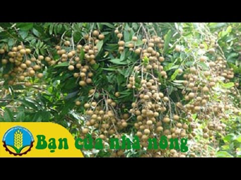 Kỹ thuật, kinh nghiệm tăng năng xuất cho nhãn xuồng cơm vàng