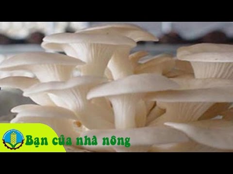 Kỹ thuật, kinh nghiệm trồng và chăm sóc nấm sò ở Tây Nguyên