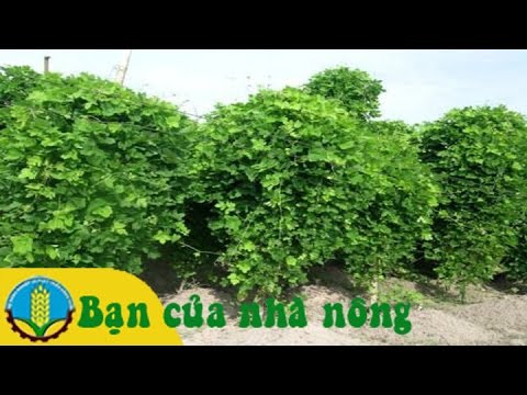 Kỹ thuật trồng sắn dây đạt hiệu quả cao ở các tỉnh phía nam