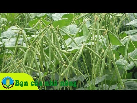 Kỹ thuật trồng và chăm cây đậu xanh năng xuất cao