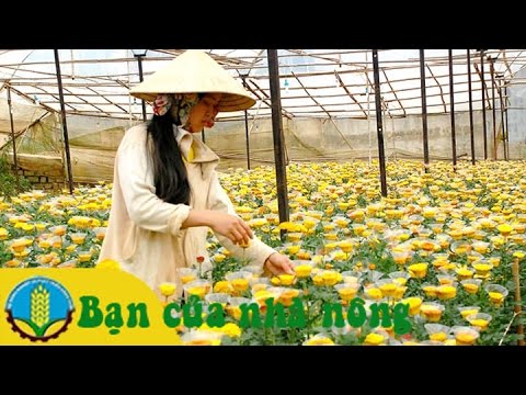 Kỹ thuật trồng và chăm sóc các loài hoa đón tết