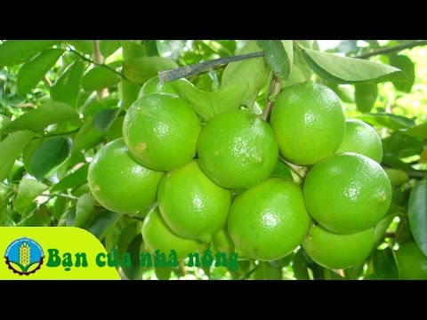 Kỹ thuật trồng và chăm sóc cây Chanh không hạt theo chuẩn VietGap