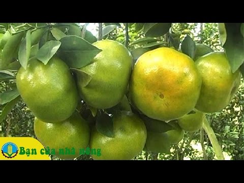 Kỹ thuật trồng và chăm sóc cây Quýt ở Đông Nam Bộ
