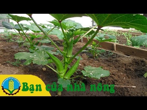 Kỹ thuật trồng và chăm sóc đậu bắp đạt năng suất cao