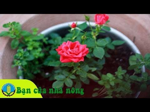 Kỹ thuật trồng và chăm sóc hoa hồng tại nhà mới nhất