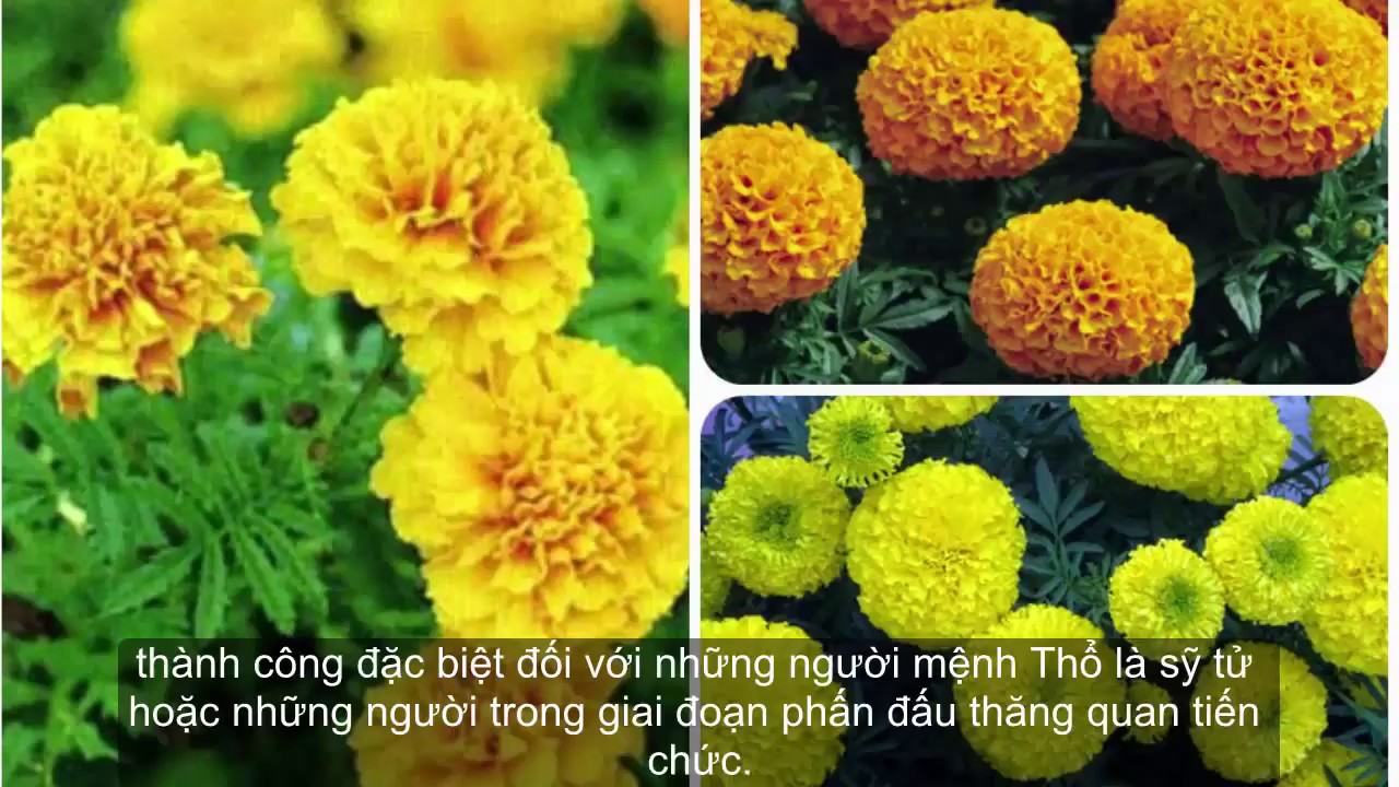 Kỹ thuật trồng và chăm sóc hoa vạn thọ (How to care marigold plants?)