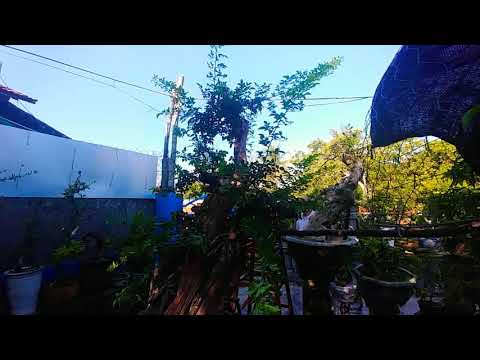 LÀM LẠI CÂY TRẮC LỚN - BONSAI VN