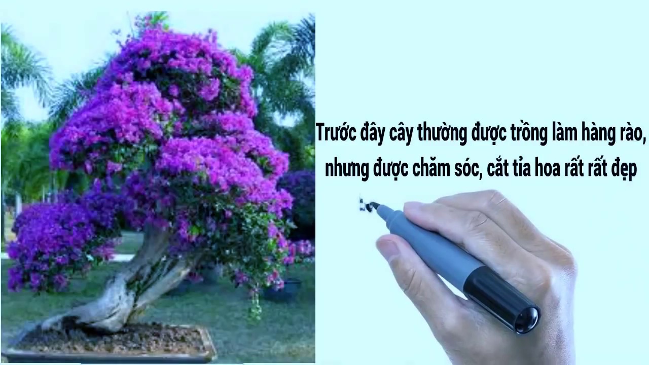 LÀM THẾ NÀO ĐỂ HOA GIẤY RA HOA QUANH NĂM? (How to bougainvillea blooming around year?)