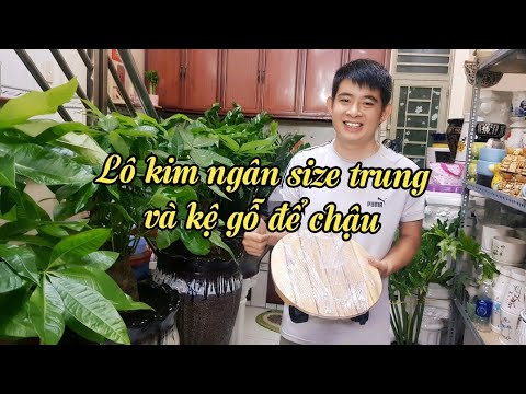 LÔ KIM NGÂN SIZE TRUNG VÀ KỆ GỖ KÊ CHẬU TIỆN DỤNG