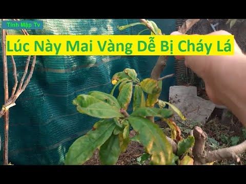 Lá Mai Vàng Bị Cháy Do Nước Phèn Và Cách Khắc Phục | Tính Bonsai