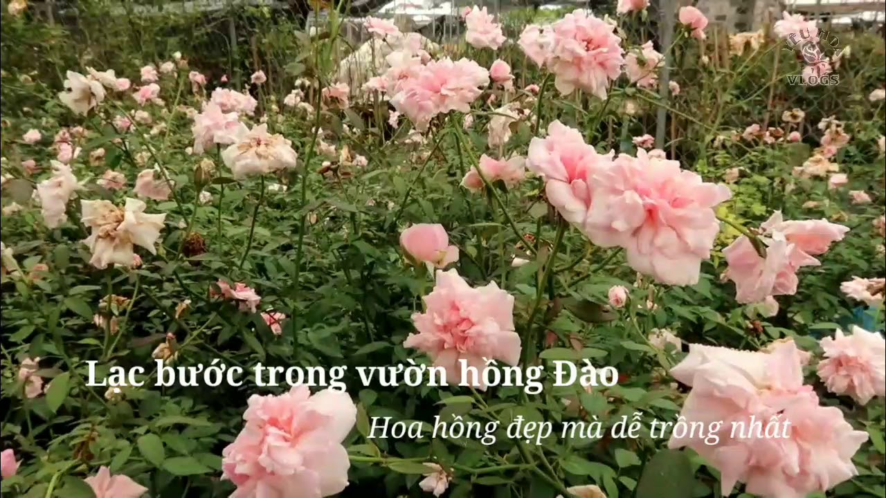 Lạc bước trong Vườn hoa hồng Đào đang nở rộ mùa thu