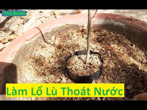 Làm Lổ Lù Tuy Nhỏ Nhưng Giúp Cây Mai Vàng Rất Nhiều | Tính Bonsai